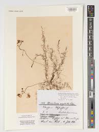 Attēlu rezultāti vaicājumam “Utricularia x neglecta flower”