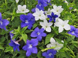 Image result for Browallia speciosa