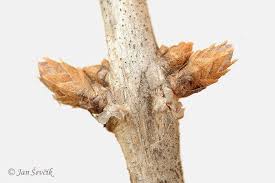 Attēlu rezultāti vaicājumam “Lonicera tatarica bud”