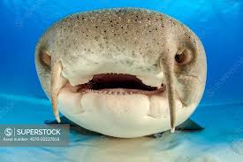 Image result for Ginglymostoma cirratum