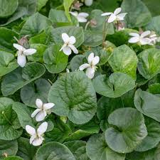 Image result for Viola odorata