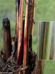 Attēlu rezultāti vaicājumam “Carex lasiocarpa male flower”