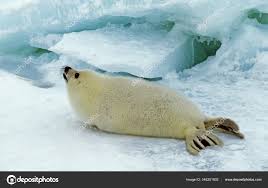 Image result for Pagophilus groenlandicus
