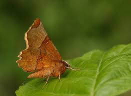 Attēlu rezultāti vaicājumam “Selenia dentaria imago”