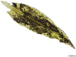 Attēlu rezultāti vaicājumam “Saelania glaucescens”