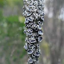 Attēlu rezultāti vaicājumam “Opegrapha atra”