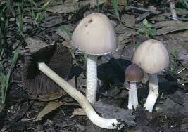 Attēlu rezultāti vaicājumam “Psathyrella pygmaea”