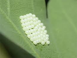 Attēlu rezultāti vaicājumam “Spilosoma lutea larva”