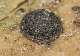 Attēlu rezultāti vaicājumam “Phronia sp.”