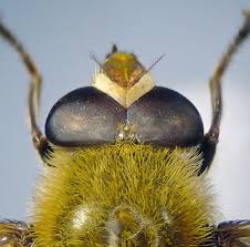 Attēlu rezultāti vaicājumam “Arctophila superbiens”