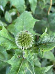 Image result for Echinops spaerocephalus