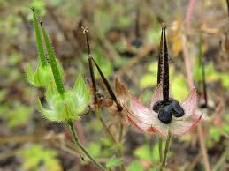 Attēlu rezultāti vaicājumam “Geranium bohemicum”