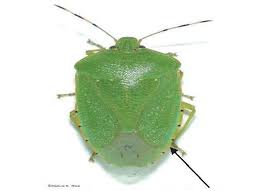 Attēlu rezultāti vaicājumam “Pentatomidae”