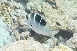 Image result for Monotaxis grandoculis