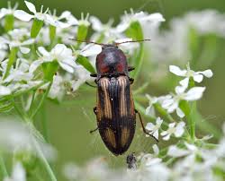 Attēlu rezultāti vaicājumam “Selatosomus cruciatus”