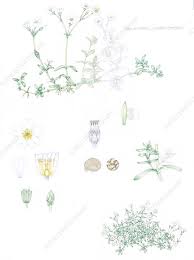 Attēlu rezultāti vaicājumam “Cerastium tomentosum leaf”