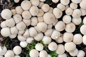 Attēlu rezultāti vaicājumam “Lycoperdon pyriforme”