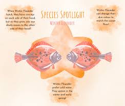 Image result for Pseudopleuronectes americanus