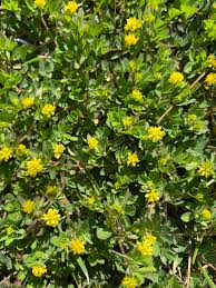 Attēlu rezultāti vaicājumam “Trifolium dubium”