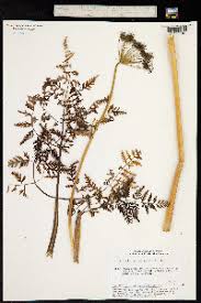 Attēlu rezultāti vaicājumam “Conioselinum tataricum”