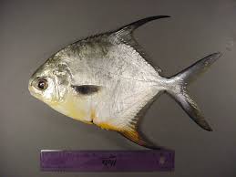 Image result for Trachinotus falcatus