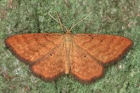 Attēlu rezultāti vaicājumam “Idaea serpentata”