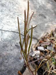 Attēlu rezultāti vaicājumam “Arabis hirsuta fruit”