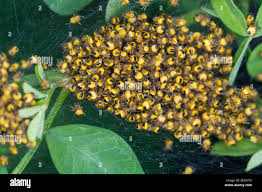 Attēlu rezultāti vaicājumam “Araneus diadematus juvenile”