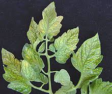 Attēlu rezultāti vaicājumam “Lycopersicon esculentum leaf”