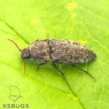 Attēlu rezultāti vaicājumam “Agrypnus murinus”