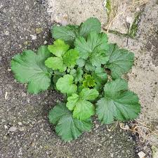 Attēlu rezultāti vaicājumam “Geum urbanum leaf”