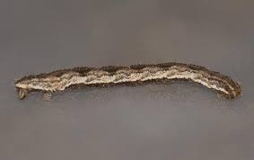 Attēlu rezultāti vaicājumam “Eupithecia succenturiata”