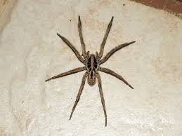 Attēlu rezultāti vaicājumam “Lycosidae”