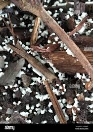 Attēlu rezultāti vaicājumam “Ceratiomyxaceae”