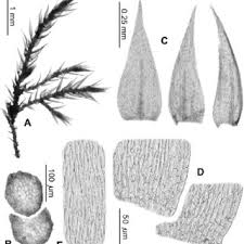 Attēlu rezultāti vaicājumam “Rhynchostegiella tenella macro”
