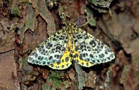 Attēlu rezultāti vaicājumam “Arichanna melanaria”