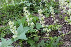 Attēlu rezultāti vaicājumam “Echinocystis lobata flower”