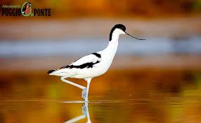 Attēlu rezultāti vaicājumam “Recurvirostra avosetta”