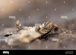 Attēlu rezultāti vaicājumam “Earophila badiata”