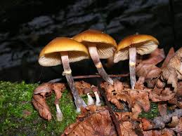 Attēlu rezultāti vaicājumam “Galerina marginata”