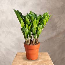 Image result for zamiokulkas