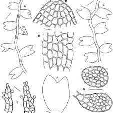 Attēlu rezultāti vaicājumam “Odontoschisma denudatum cells”