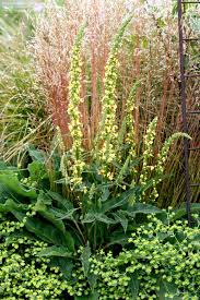 Attēlu rezultāti vaicājumam “Verbascum nigrum leaf”