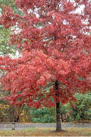 Attēlu rezultāti vaicājumam “Quercus rubra”