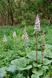 Attēlu rezultāti vaicājumam “Petasites hybridus leaf”