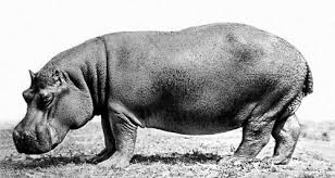 images?q=tbn:ANd9GcQ3fWa34eiewDlIKukGchnQJVGxP2PFsvvK73RK1EbMTRvRY6J-8A