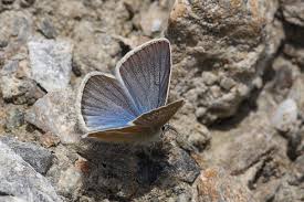 Attēlu rezultāti vaicājumam “Agrodiaetus amandus female”