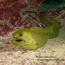 Image result for Gymnothorax funebris