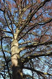 Attēlu rezultāti vaicājumam “Quercus robur fo. pectinata”