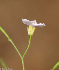 Attēlu rezultāti vaicājumam “Cardaminopsis arenosa flower”